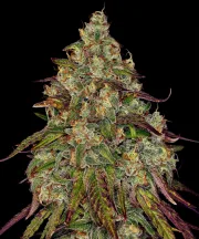 Amnesia Lemon – Barneys Farm – Feminized