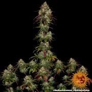 Amnesia Lemon – Barneys Farm – Feminized