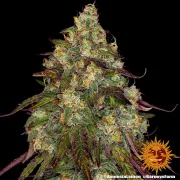Amnesia Lemon – Barneys Farm – Feminized