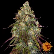 Amnesia Lemon – Barneys Farm – Feminized