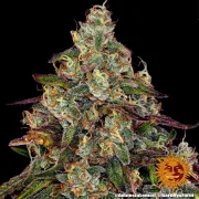 Amnesia Lemon – Barneys Farm – Feminized
