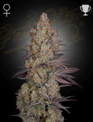Exodus Cheese – Greenhouse Seed Co – feminized