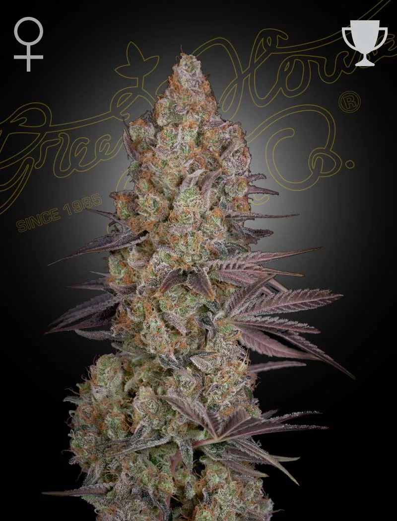Exodus Cheese – Greenhouse Seed Co – feminized