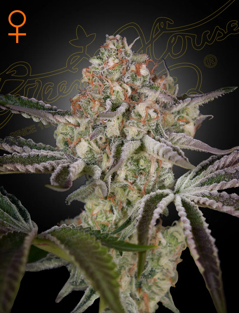 Great White Shark – Greenhouse Seed Co – feminized