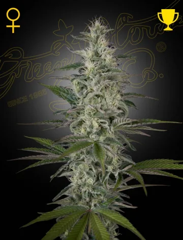 Hawaiian Snow – Greenhouse Seed Co – feminized