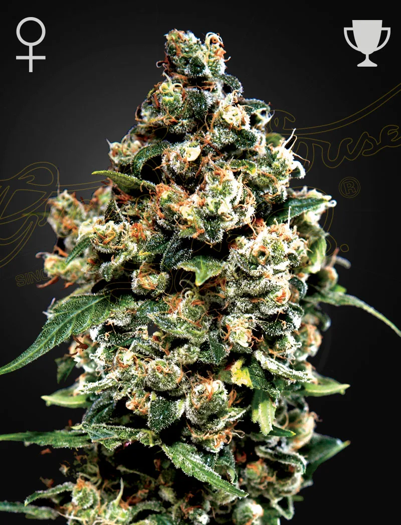 Jack Herer – Greenhouse Seed Co – feminized