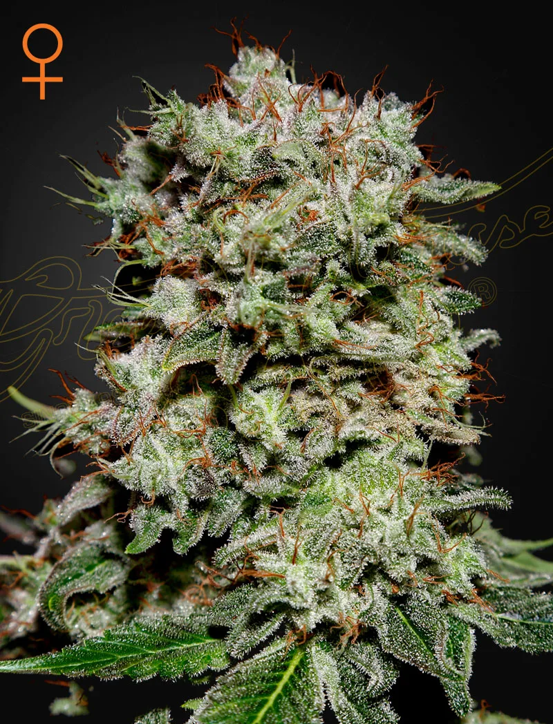 Kalashnikova – Greenhouse Seed Co – feminized