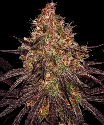 Ayahuasca Purple – Barneys Farm – feminized