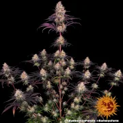 Ayahuasca Purple – Barneys Farm – Feminized