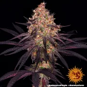 Ayahuasca Purple – Barneys Farm – Feminized