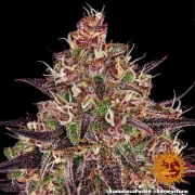 Ayahuasca Purple – Barneys Farm – Feminized