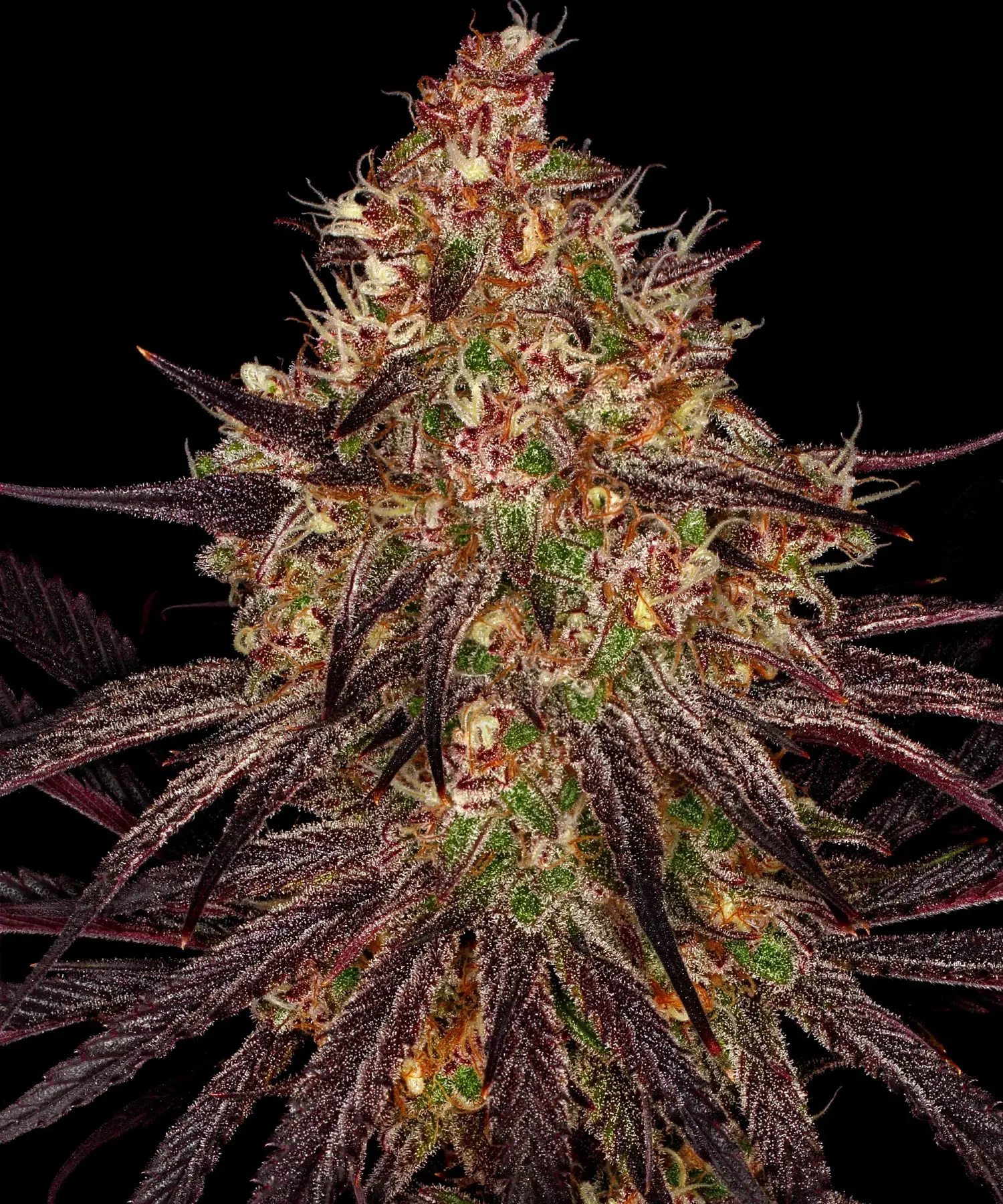 Ayahuasca Purple – Barneys Farm – Feminized