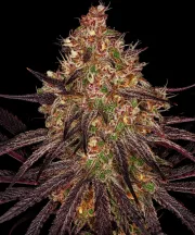 Ayahuasca Purple – Barneys Farm – Feminized