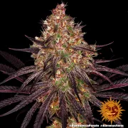 Ayahuasca Purple – Barneys Farm – Feminized