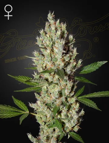 Moby Dick – Greenhouse Seed Co – feminized