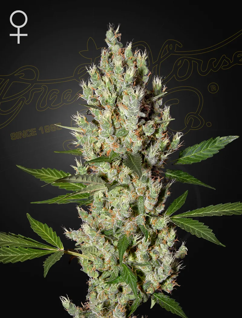 Moby Dick – Greenhouse Seed Co – feminized