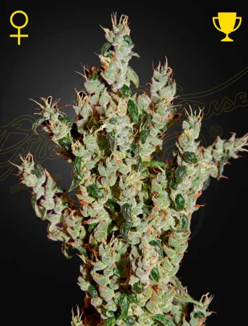 NL5 Haze Mist – Greenhouse Seed Co – feminized