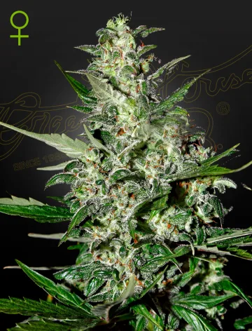 Super Critical Auto – Greenhouse Seed Co – autoflowering