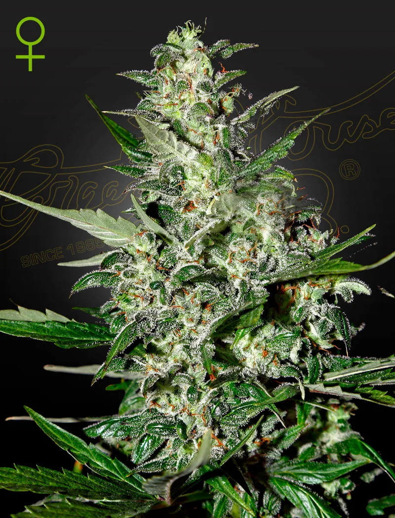 Super Critical Auto – Greenhouse Seed Co – autoflowering