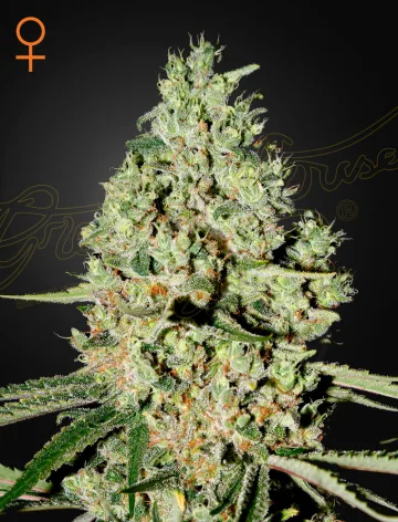 Super Critical – Greenhouse Seed Co – feminized