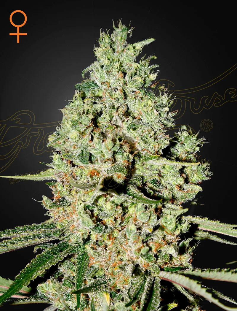 Super Critical – Greenhouse Seed Co – feminized