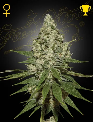 Super Lemon Haze – Greenhouse Seed Co – feminized
