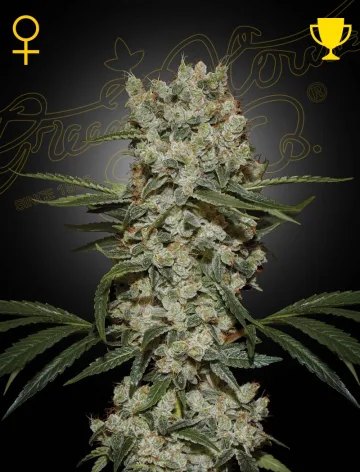 Super Silver Haze – Greenhouse Seed Co – feminized