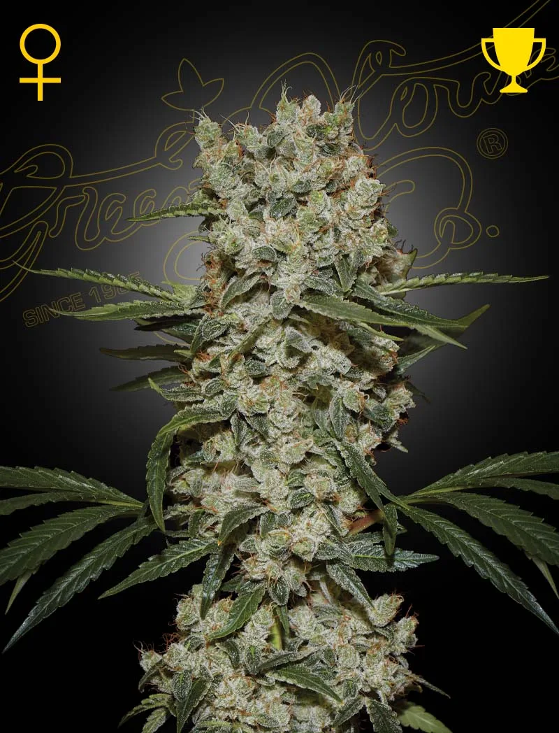 Super Silver Haze – Greenhouse Seed Co – feminized