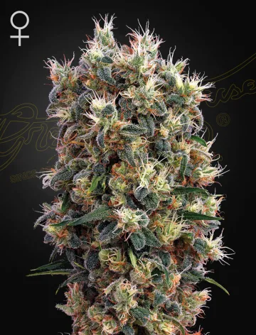 The Church – Greenhouse Seed Co – feminized