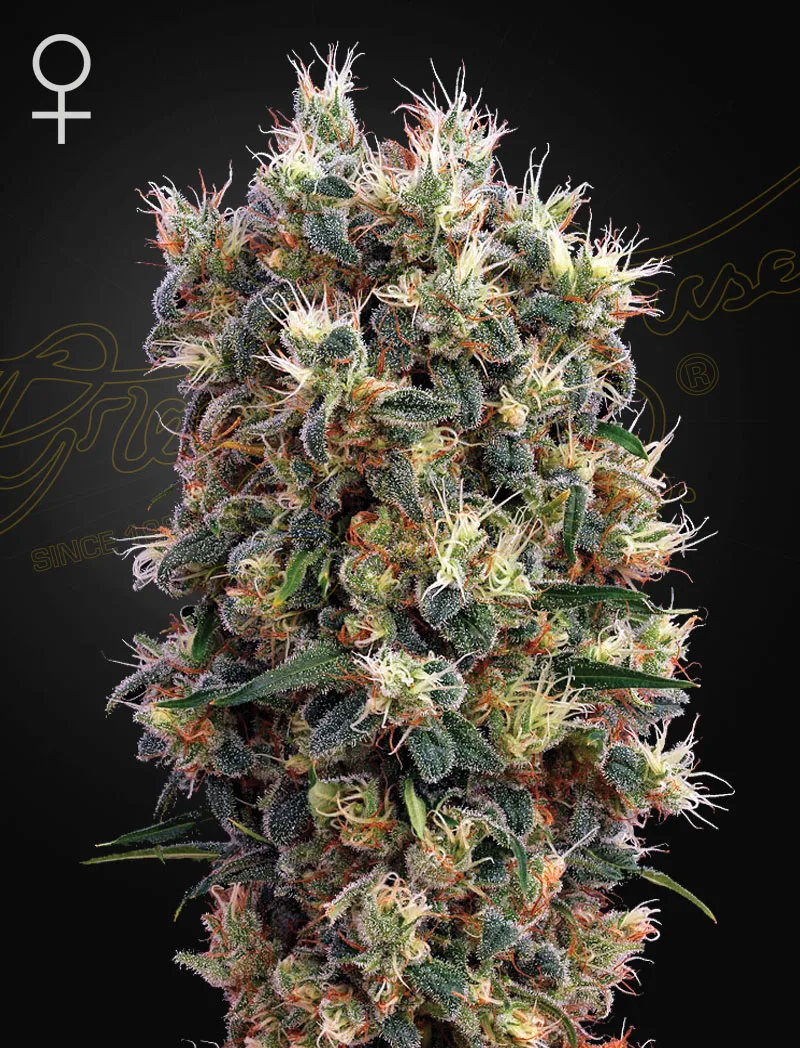 The Church – Greenhouse Seed Co – feminized