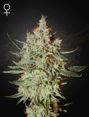 Train Wreck – Greenhouse Seed Co – feminized