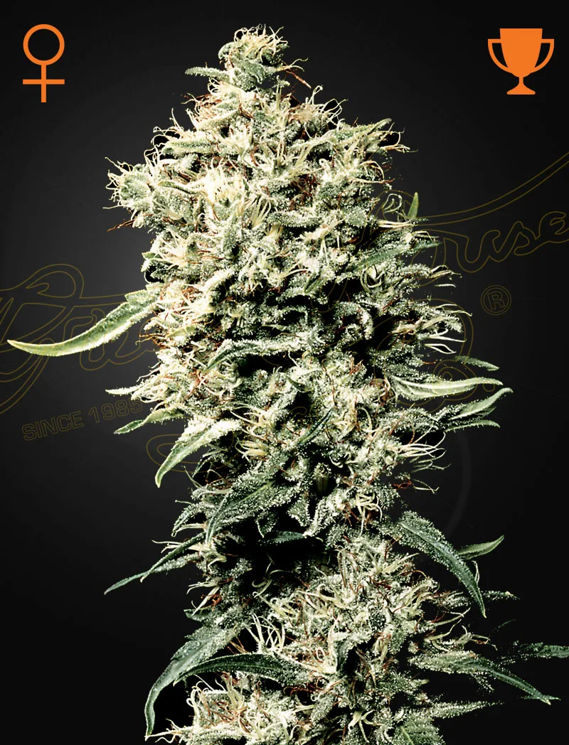 White Rhino – Greenhouse Seed Co – feminized