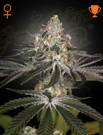 White Widow – Greenhouse Seed Co – feminized