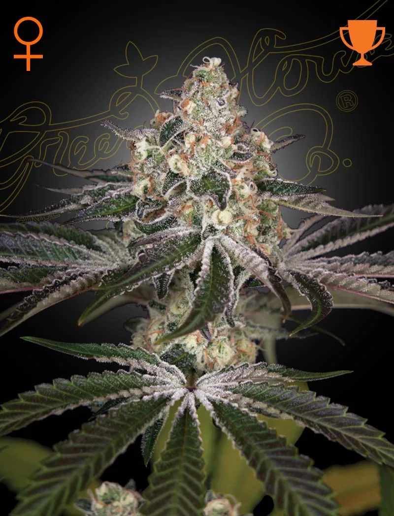 White Widow – Greenhouse Seed Co – feminized