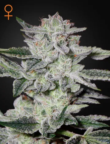 Sweet Valley Kush – Greenhouse Seed Co – feminized