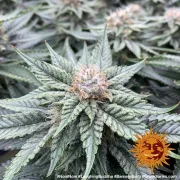 Barneys Laughing Buddha – Barneys Farm – Feminized