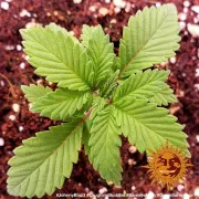 Barneys Laughing Buddha – Barneys Farm – Feminized