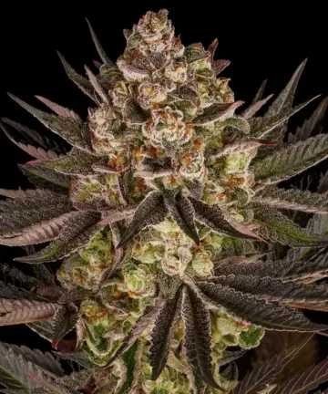 Biscotti Mintz – Barneys Farm – feminized