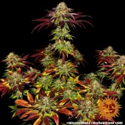 Biscotti Mintz – Barneys Farm – Feminized