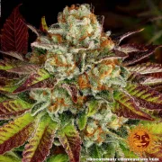 Biscotti Mintz – Barneys Farm – Feminized