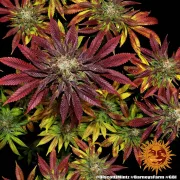 Biscotti Mintz – Barneys Farm – Feminized