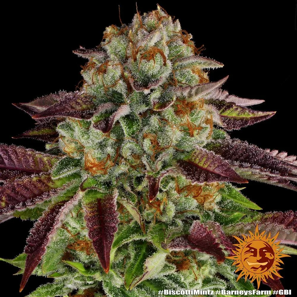 Biscotti Mintz – Barneys Farm – Feminized