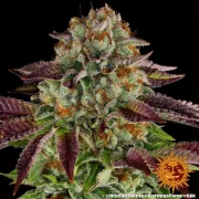 Biscotti Mintz – Barneys Farm – Feminized