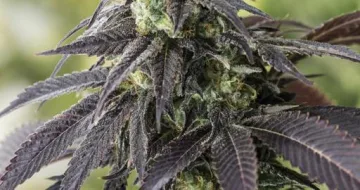 707 Headband – Humboldt Seed Organization – feminized