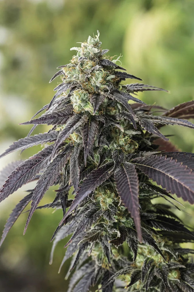707 Headband – Humboldt Seed Organization – Feminized