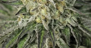 Amherst Sour Diesel – Humboldt Seed Organization – feminized