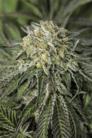 Amherst Sour Diesel – Humboldt Seed Organization – Feminized