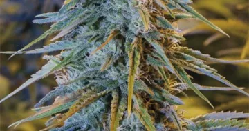 Blue Dream – Humboldt Seed Organization – feminized