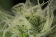 Blue Dream – Humboldt Seed Organization – Feminized