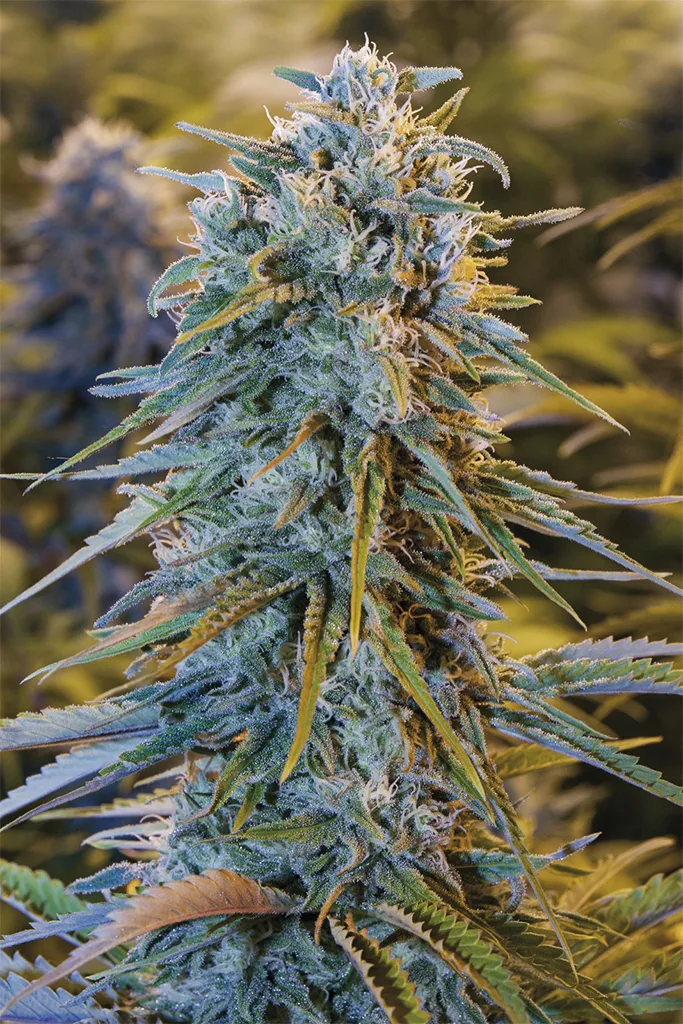 Blue Dream – Humboldt Seed Organization – Feminized